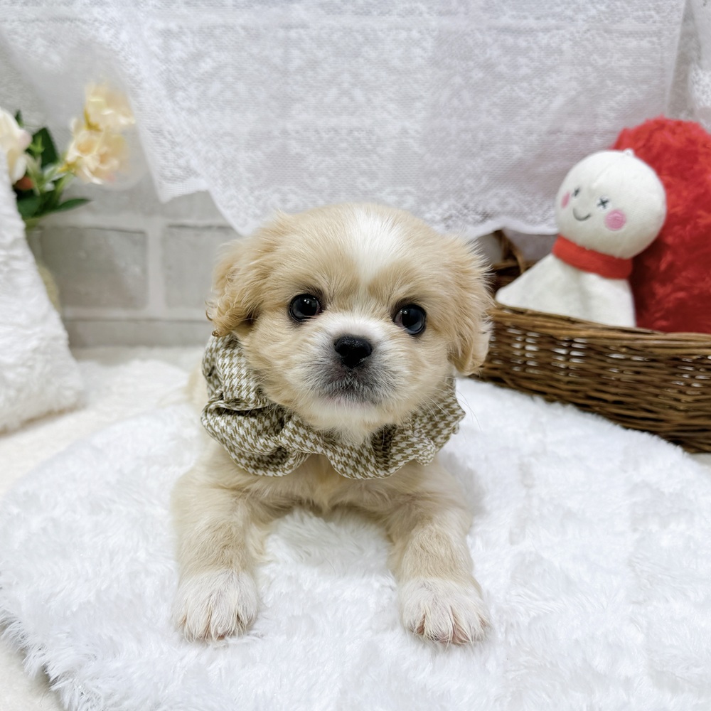 滋賀県のハーフ犬・ミックス犬 (犬の家＆猫の里長浜店/2026年7月30日生まれ/女の子/クリームホワイト)の子犬の1枚目の画像