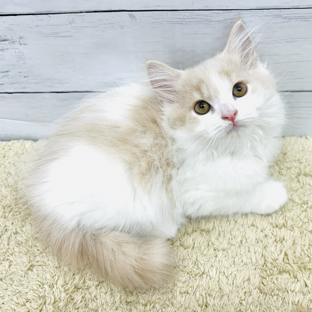 愛知県のスコティッシュフォールド (犬の家＆猫の里七宝店/2026年7月30日生まれ/男の子/クリームタビーホワイト)の子猫の2枚目の画像