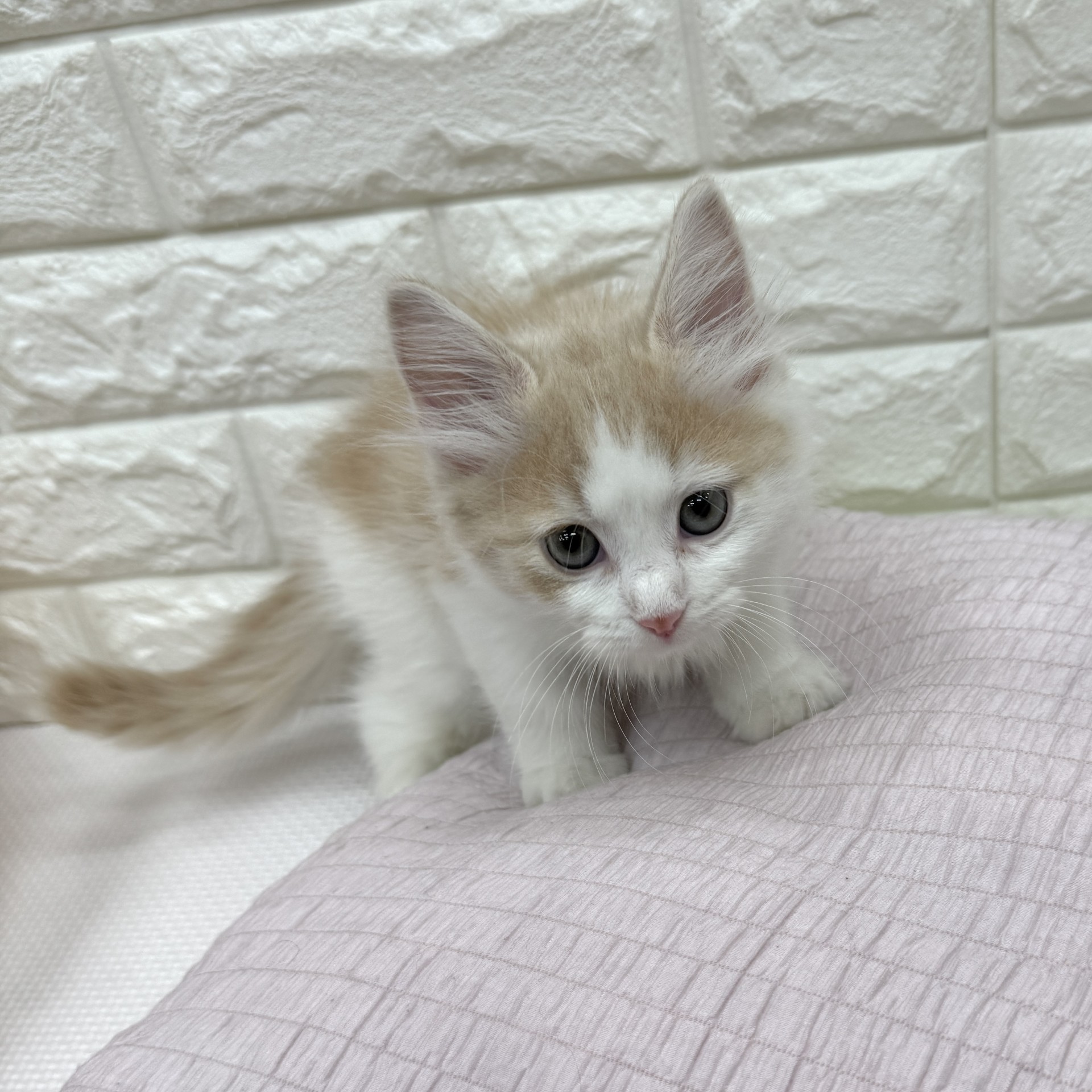 愛知県のサイベリアン (犬の家＆猫の里MEGAドン・キホーテ東海名和店/2026年7月27日生まれ/男の子/クリームタビーホワイト)の子猫の2枚目の画像