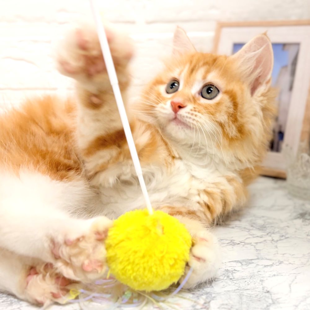 愛知県のサイベリアン (犬の家＆猫の里豊田店/2026年7月22日生まれ/女の子/レッドタビーホワイト)の子猫の2枚目の画像
