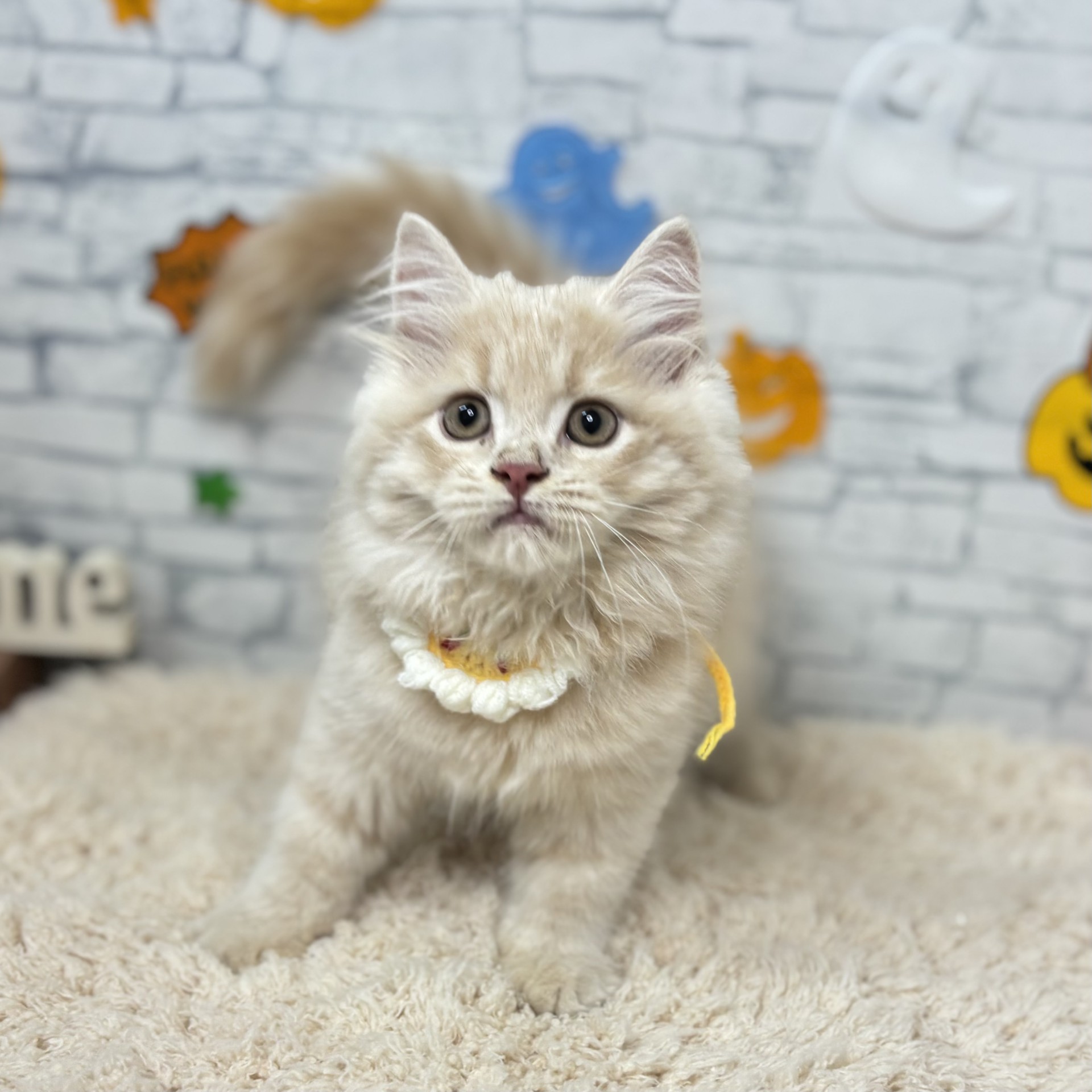 長野県のスコティッシュフォールド (犬の家＆猫の里長野店/2026年7月15日生まれ/男の子/クリームタビー)の子猫の2枚目の画像
