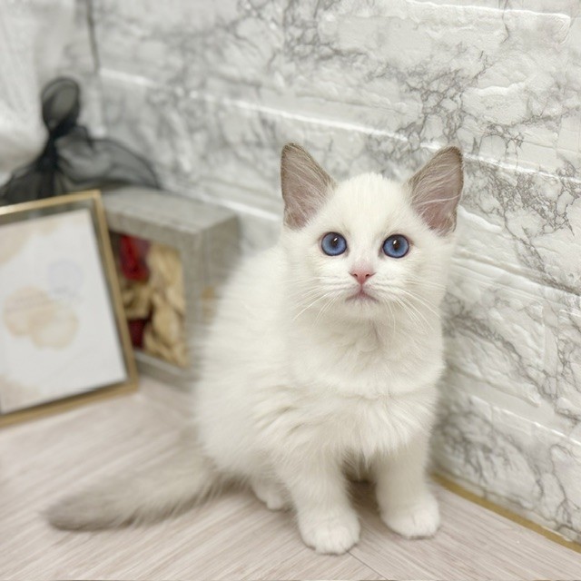千葉県のラグドール (犬の家＆猫の里ワンズモール稲毛店/2026年7月25日生まれ/女の子/ブルーポイントバイカラー)の子猫の2枚目の画像