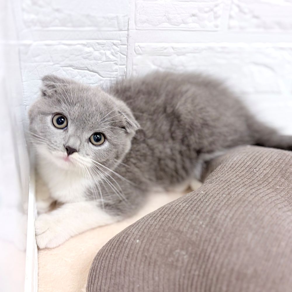 愛知県のスコティッシュフォールド (犬の家＆猫の里豊田店/2026年7月17日生まれ/女の子/ブルータビーホワイト)の子猫の2枚目の画像