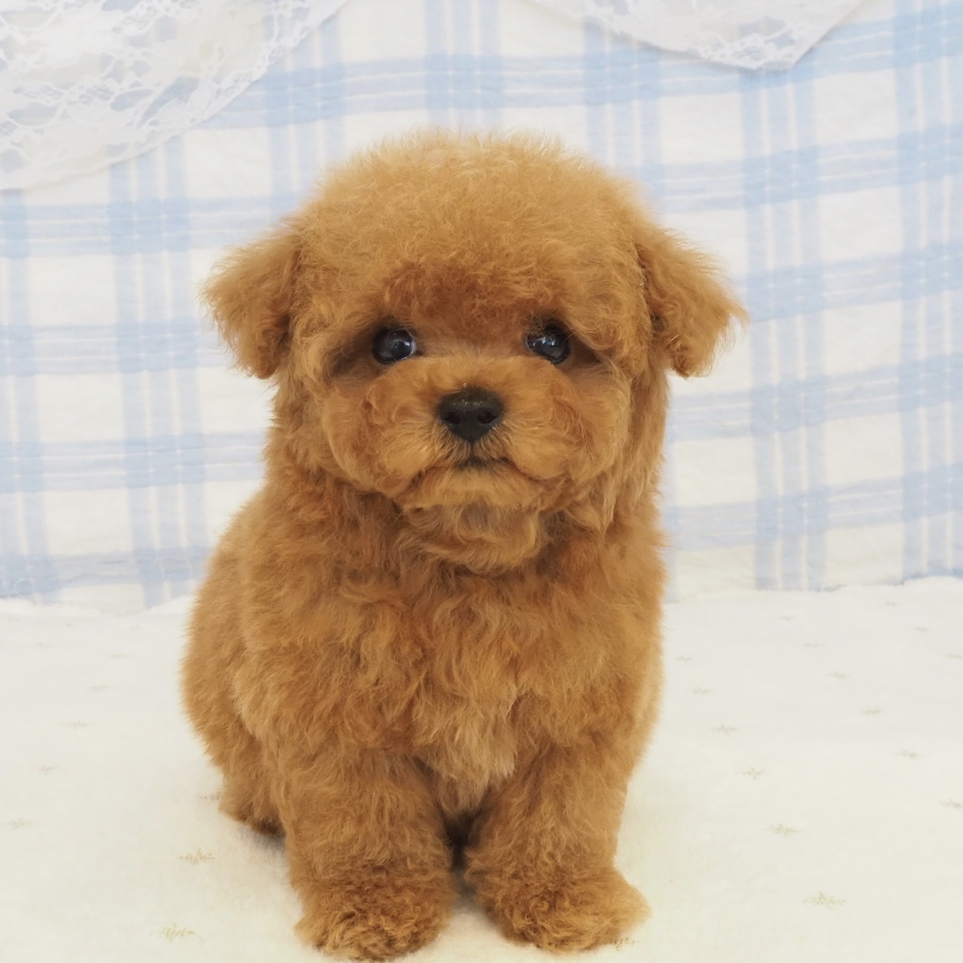 大阪府のトイプードル(ティーカップ) (犬の家＆猫の里もりのみやキューズモールBASE店/2026年7月31日生まれ/男の子/レッドフォーン)の子犬の1枚目の画像