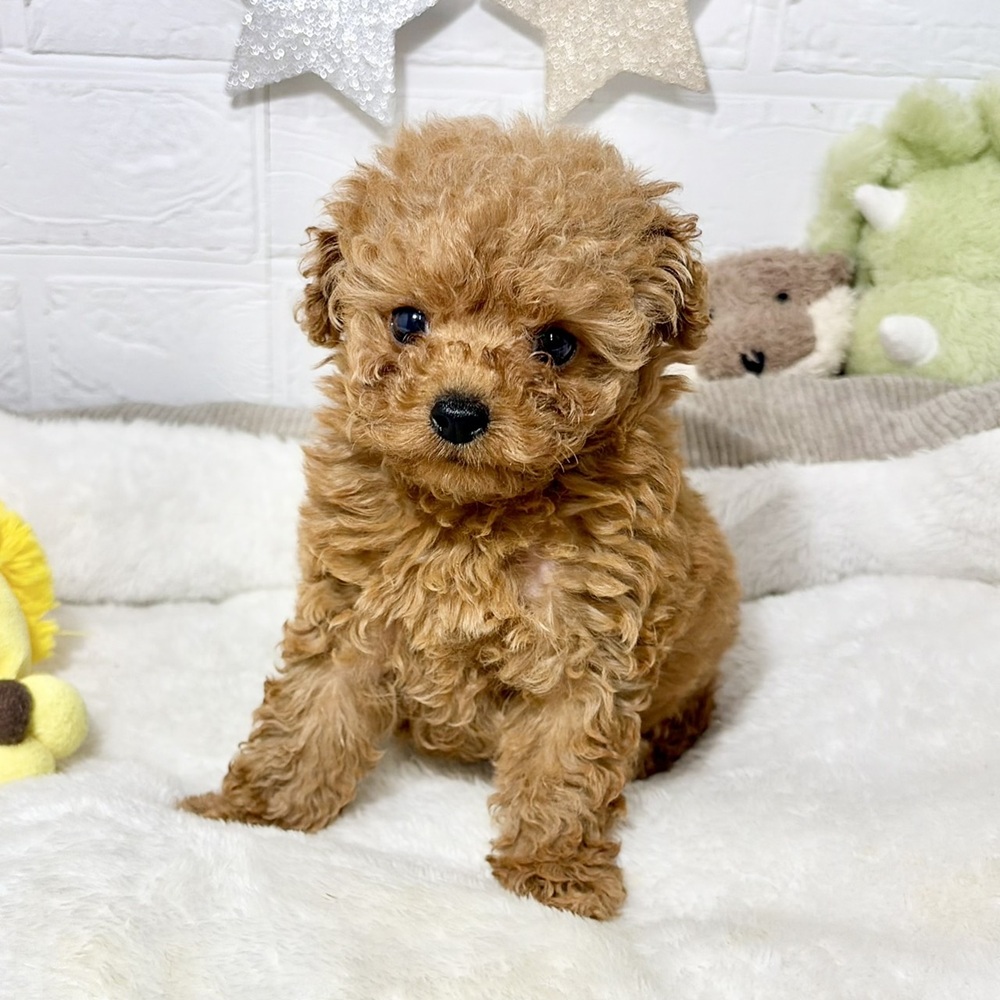 兵庫県のトイプードル(ティーカップ) (犬の家＆猫の里ニッケパークタウン加古川店/2026年7月31日生まれ/女の子/レッドフォーン)の子犬の1枚目の画像