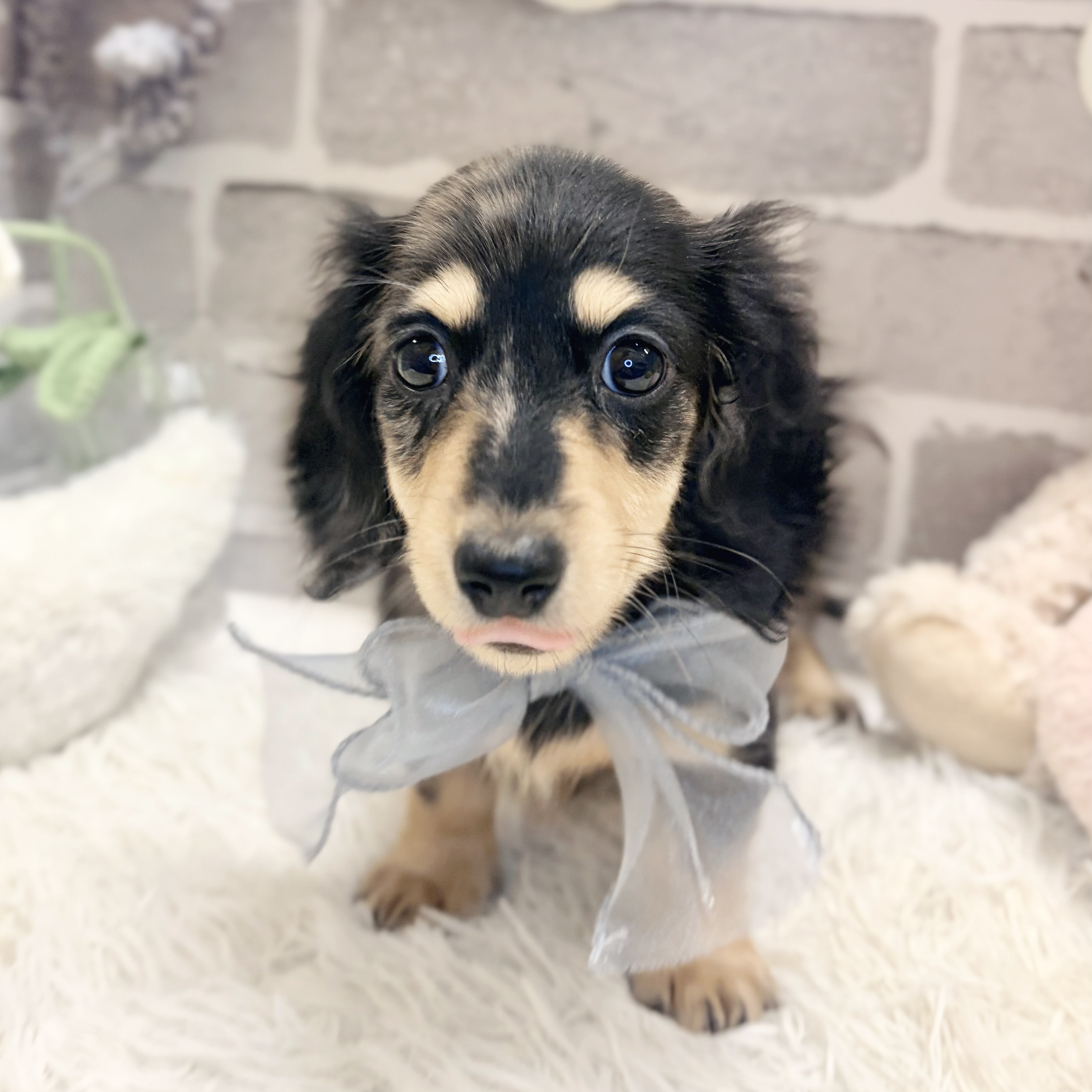 兵庫県のミニチュアダックスフンド(ロング)の子犬|ペットミー