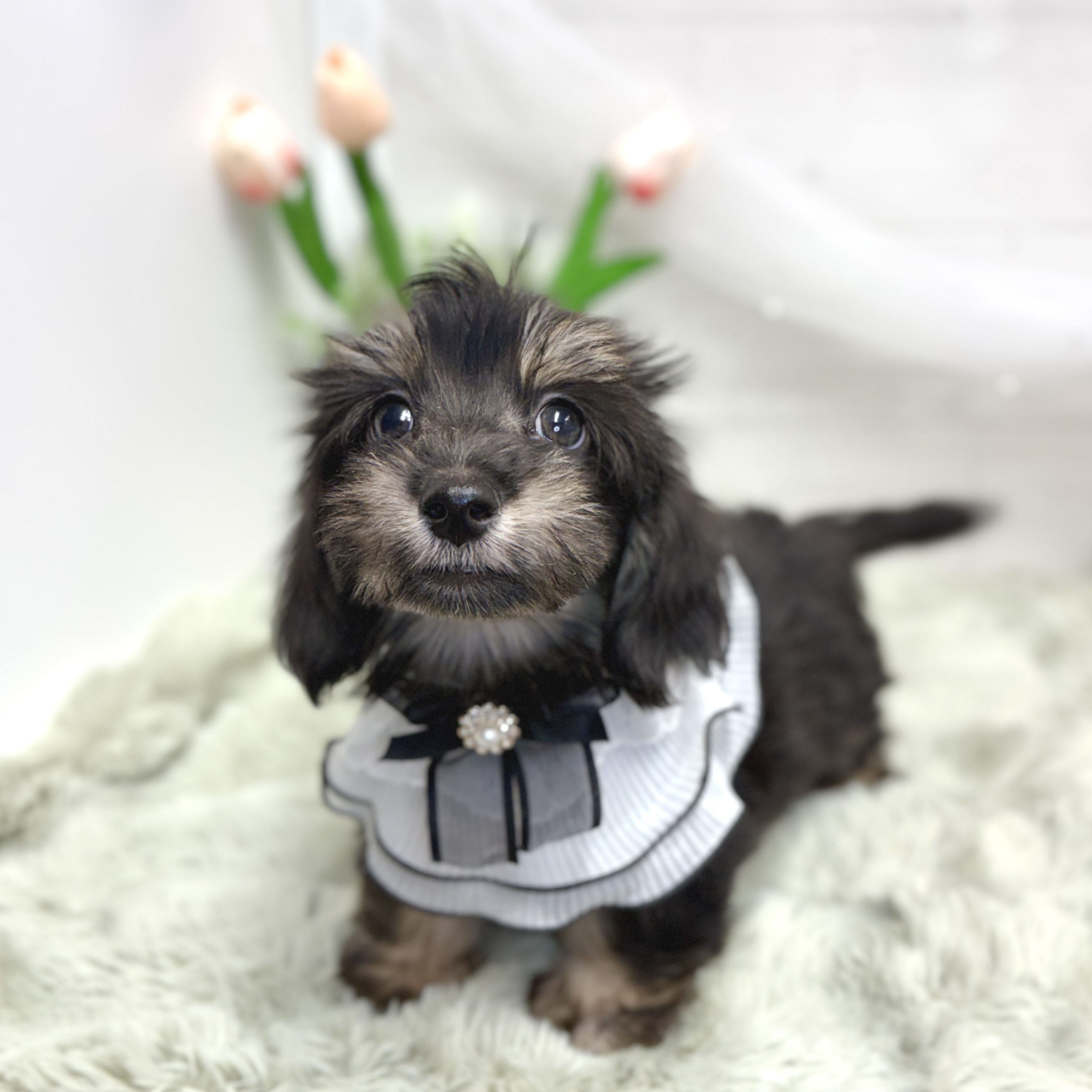神奈川県のマルックス(マルチーズ×ダックス) (犬の家＆猫の里相模原店/2026年7月28日生まれ/男の子/ブラッククリーム)の子犬の2枚目の画像