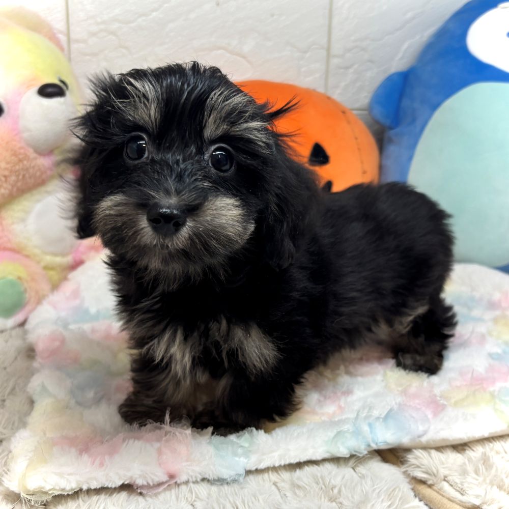 兵庫県のマルックス(マルチーズ×ダックス) (犬の家＆猫の里ゆめタウン姫路店/2026年7月28日生まれ/女の子/ブラッククリーム)の子犬の2枚目の画像
