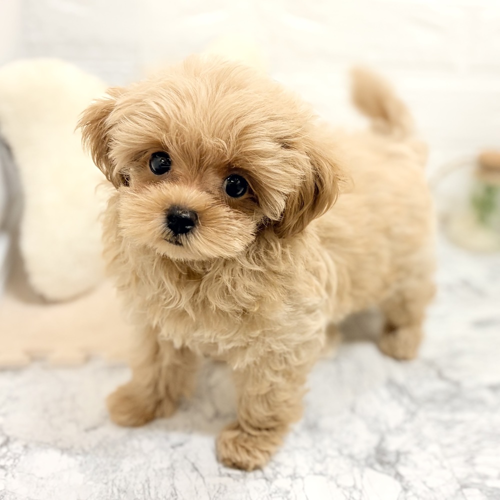愛知県のマルプー(マルチーズ×プードル) (犬の家＆猫の里豊田店/2026年7月30日生まれ/男の子/アプリコット)の子犬の2枚目の画像