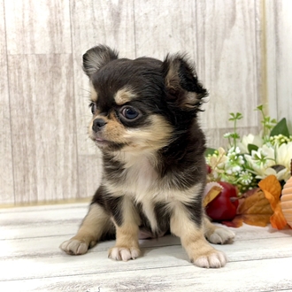 神奈川県のチワワ(ロング) (犬の家＆猫の里小田原店/2026年7月30日生まれ/女の子/ブラッククリーム)の子犬の2枚目の画像
