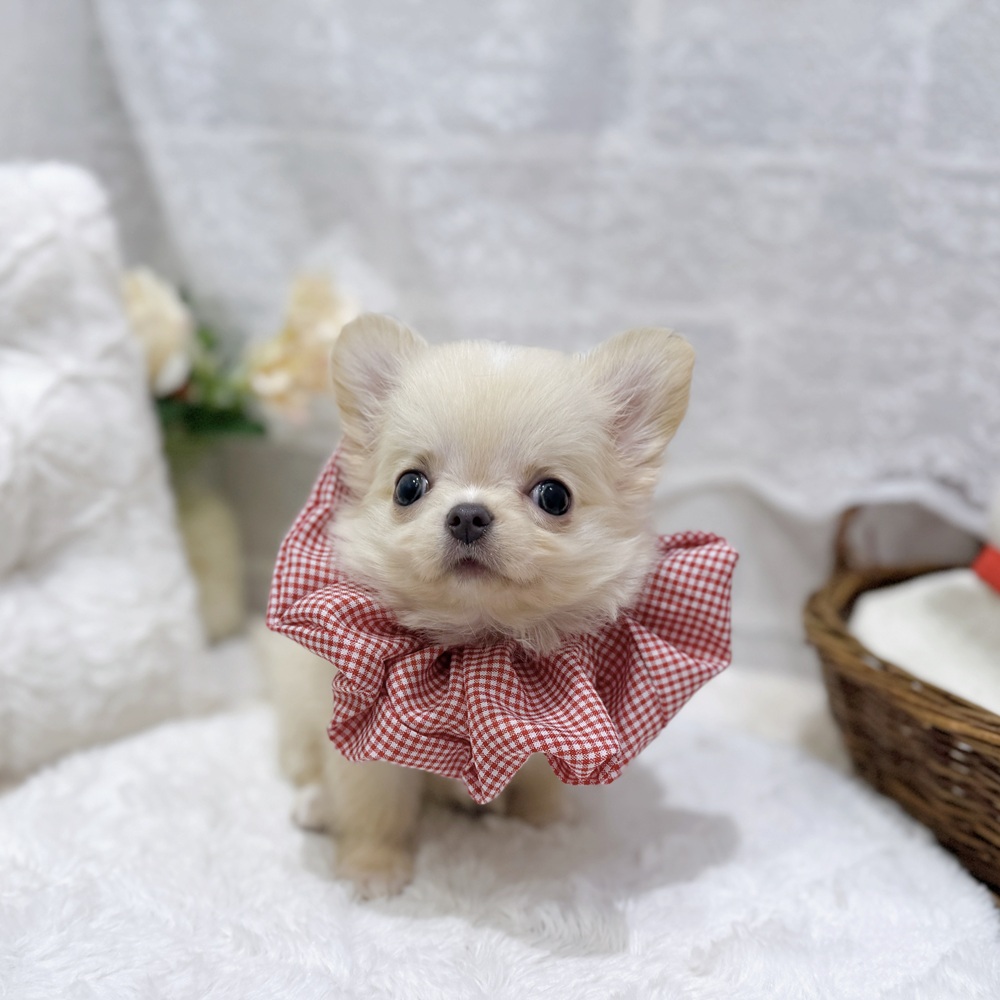 滋賀県のチワワ(ロング) (犬の家＆猫の里長浜店/2026年7月30日生まれ/女の子/クリーム)の子犬の2枚目の画像