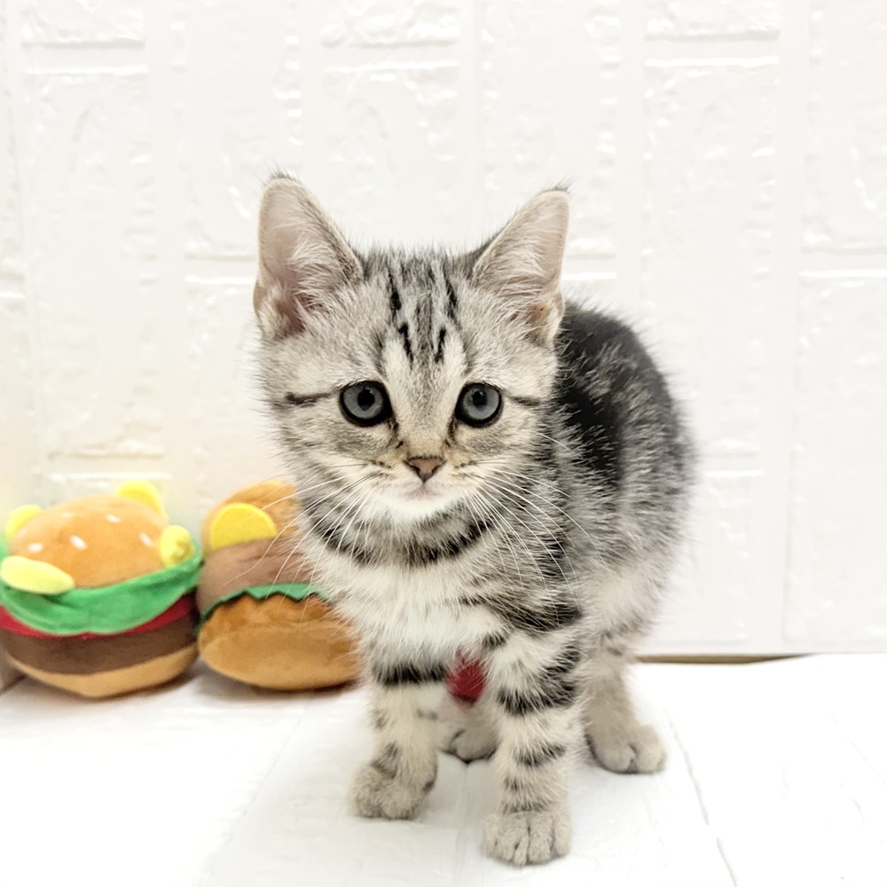 愛知県のアメリカンショートヘアー (犬の家＆猫の里豊川インター店/2026年7月27日生まれ/男の子/シルバータビー)の子猫の1枚目の画像