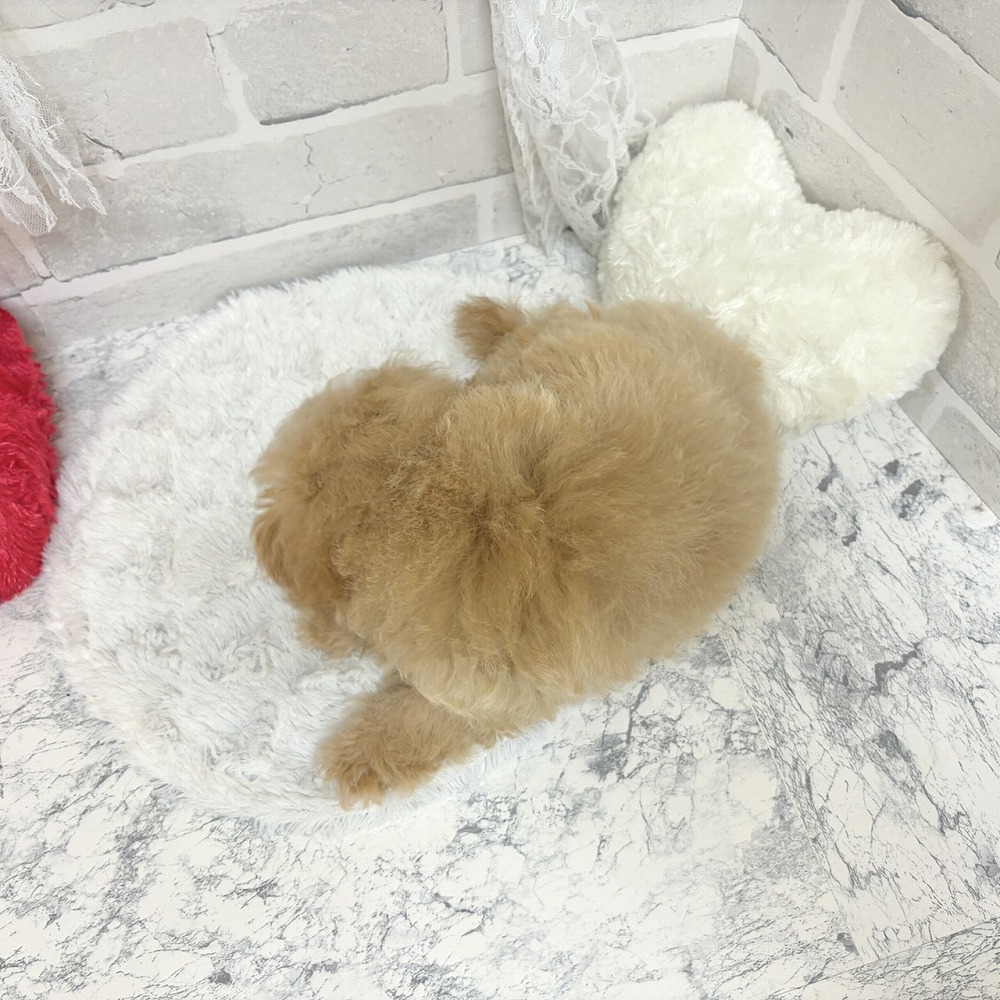 京都府のマルプー(マルチーズ×プードル) (犬の家＆猫の里京都精華店/2026年7月30日生まれ/男の子/アプリコット)の子犬の2枚目の画像
