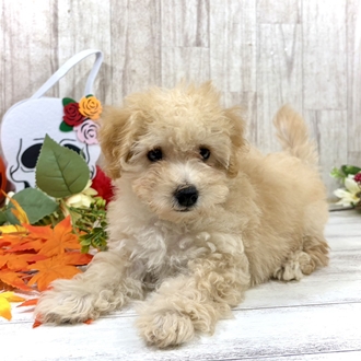 神奈川県のマルプー(マルチーズ×プードル) (犬の家＆猫の里小田原店/2026年7月30日生まれ/男の子/アプリコット)の子犬の2枚目の画像