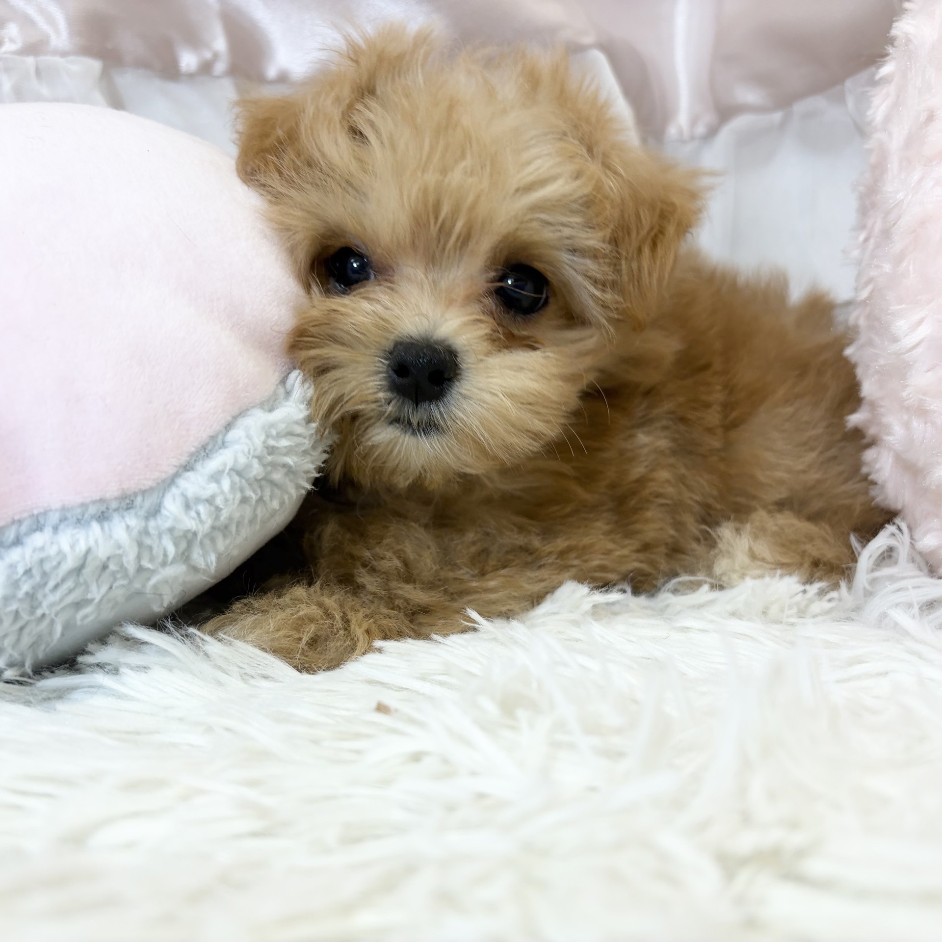 兵庫県のマルプー(マルチーズ×プードル) (犬の家＆猫の里カナート西神戸店/2026年8月2日生まれ/女の子/アプリコット)の子犬の2枚目の画像