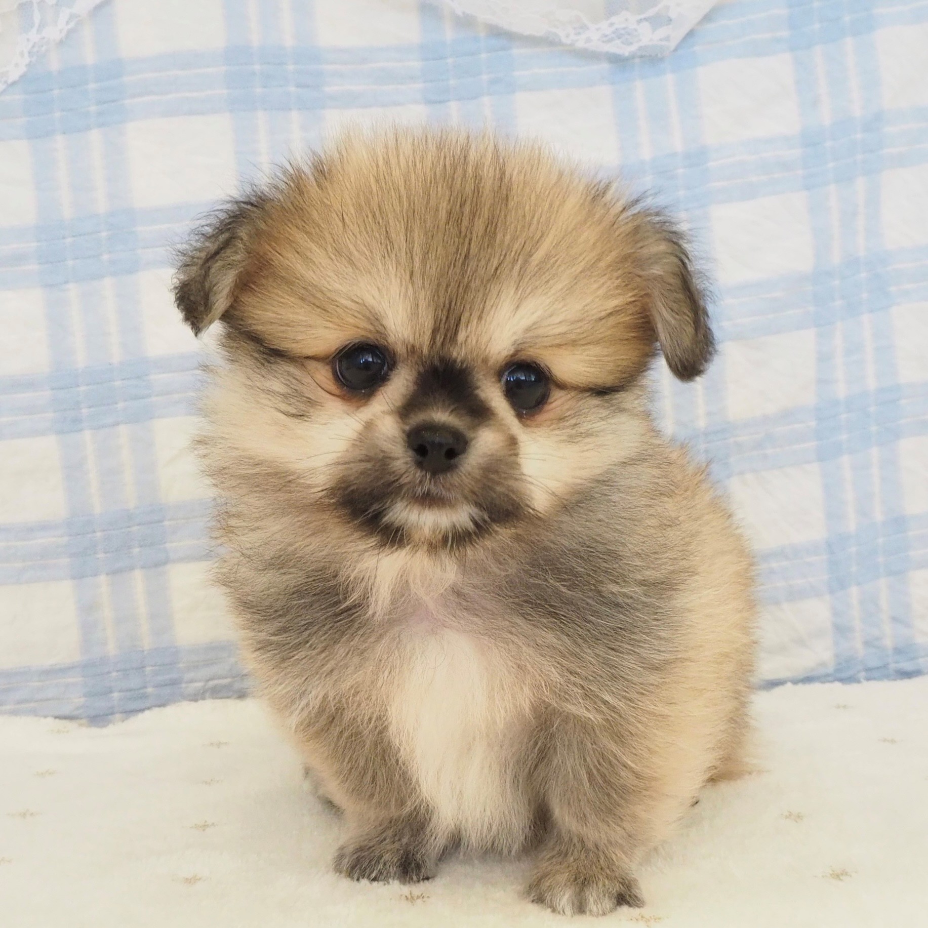 大阪府のペキポメ/ポメペキ(ペキニーズ×ポメラニアン) (犬の家＆猫の里もりのみやキューズモールBASE店/2026年8月2日生まれ/男の子/フォーン)の子犬の1枚目の画像