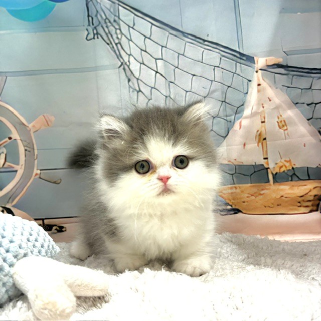 福岡県のミヌエット (犬の家＆猫の里トリアス久山店/2026年8月1日生まれ/女の子/ブルータビーホワイト)の子猫の1枚目の画像
