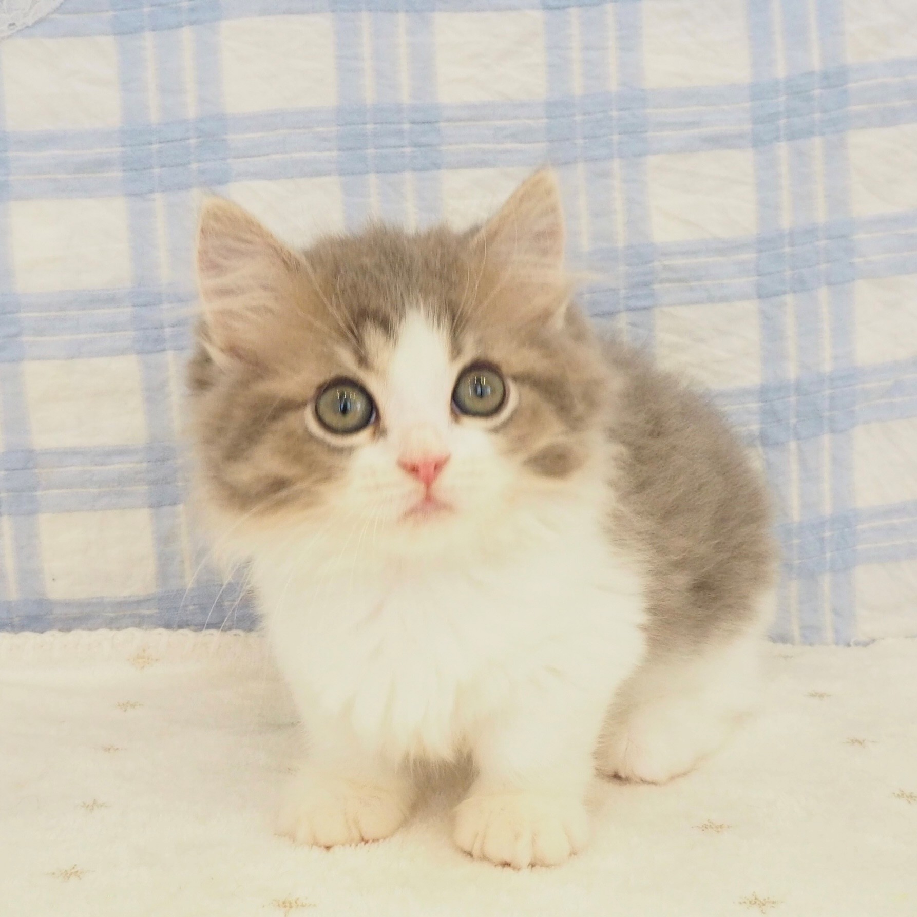 大阪府のミヌエット (犬の家＆猫の里もりのみやキューズモールBASE店/2026年7月26日生まれ/男の子/ブルータビーホワイト)の子猫の1枚目の画像