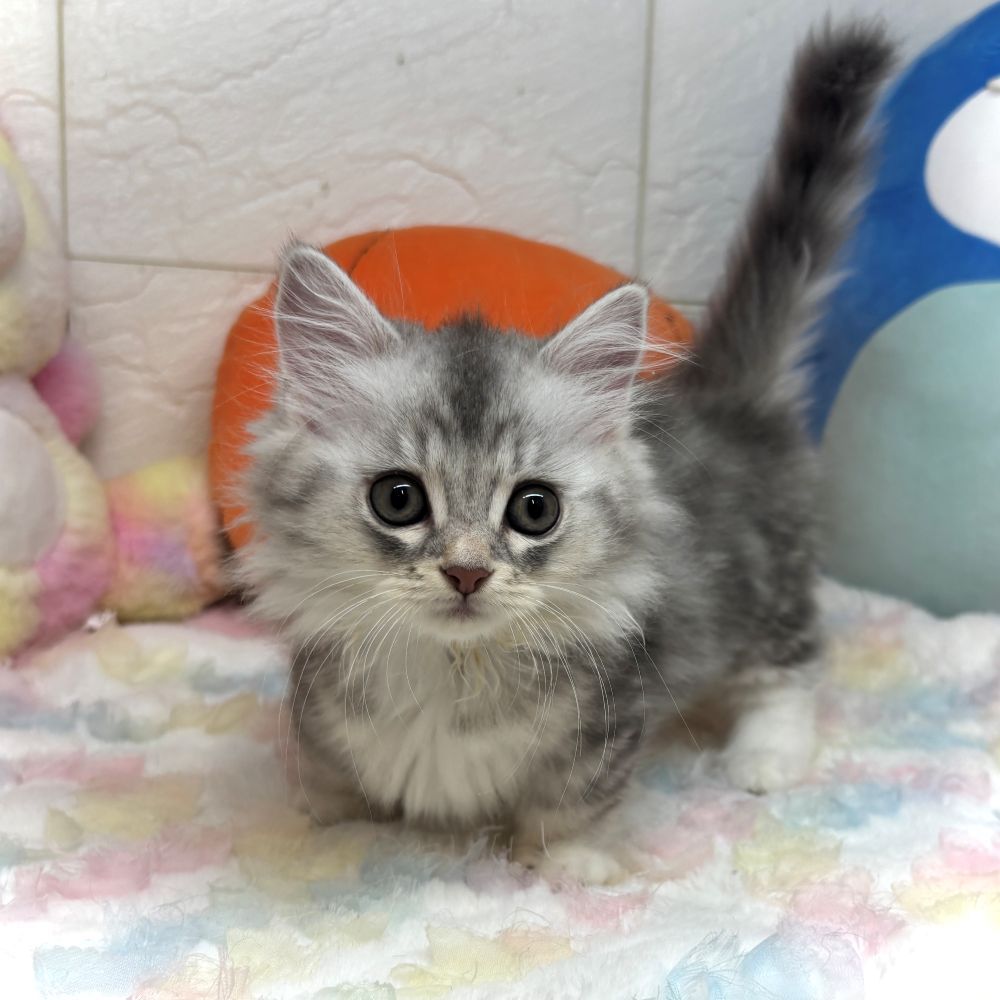 兵庫県のミヌエット (犬の家＆猫の里ゆめタウン姫路店/2026年7月26日生まれ/女の子/シルバータビーホワイト)の子猫の2枚目の画像