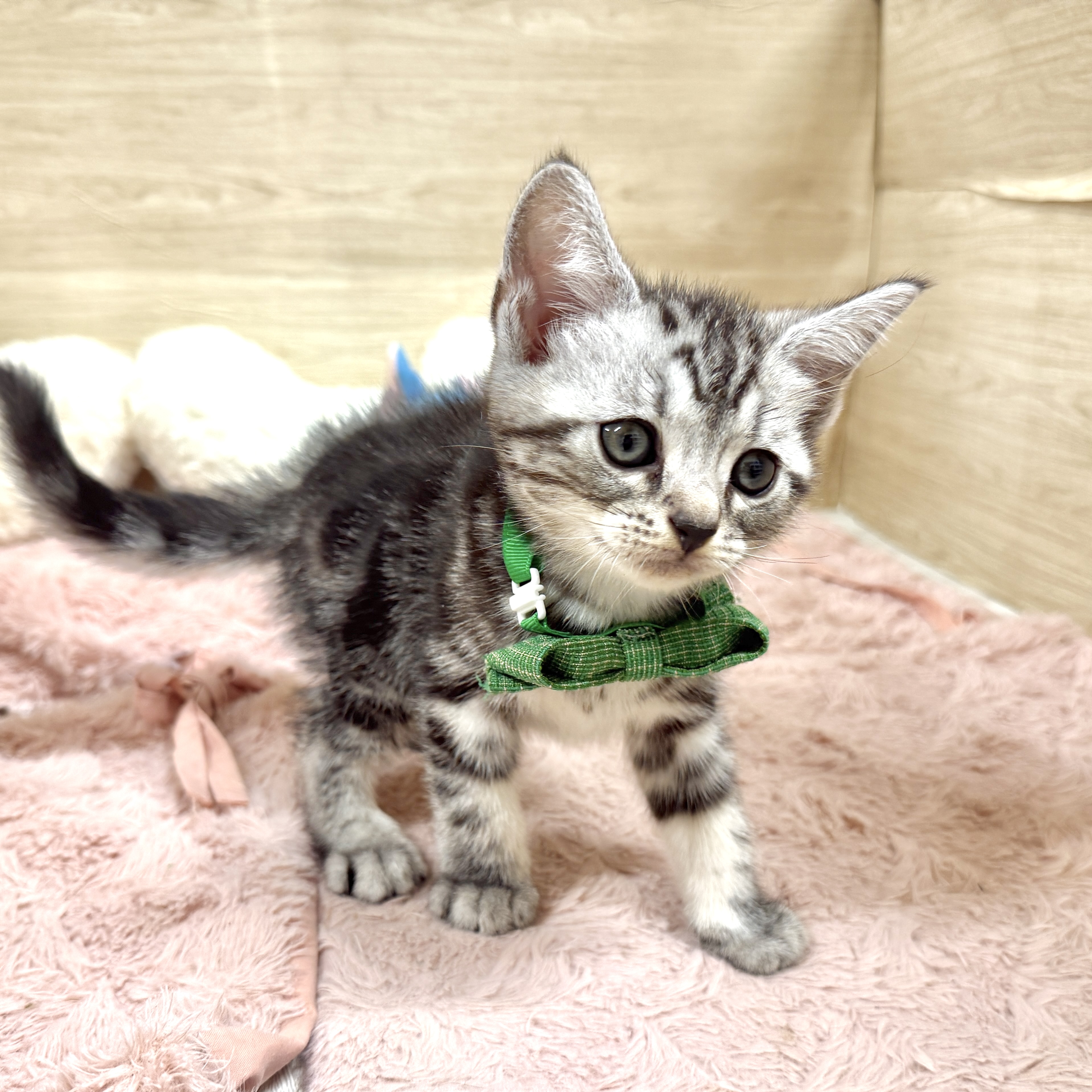 大阪府のアメリカンショートヘアー (犬の家＆猫の里そよら東岸和田店/2026年8月2日生まれ/男の子/シルバータビー)の子猫の2枚目の画像