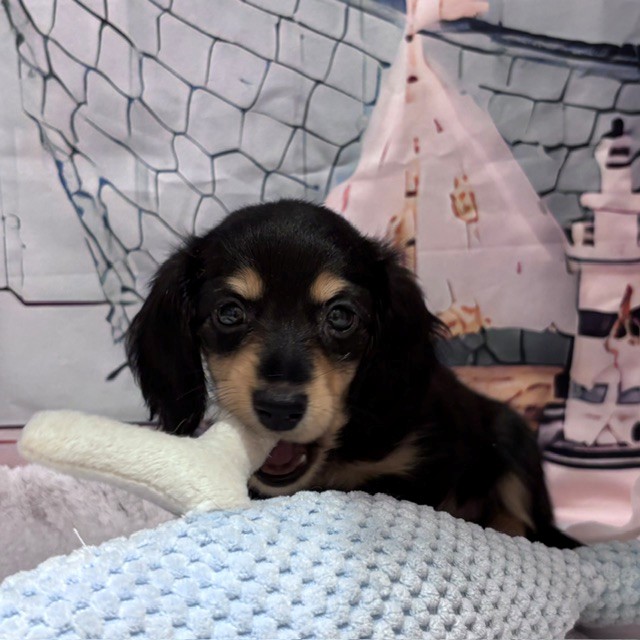 福岡県のミニチュアダックスフンド(ロング) (犬の家＆猫の里トリアス久山店/2026年7月30日生まれ/女の子/ブラックイエロー)の子犬の1枚目の画像