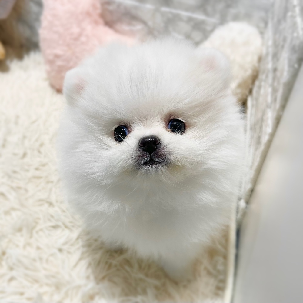 愛知県のポメラニアン (犬の家＆猫の里MiO香久山店/2026年8月1日生まれ/女の子/クリーム)の子犬の2枚目の画像