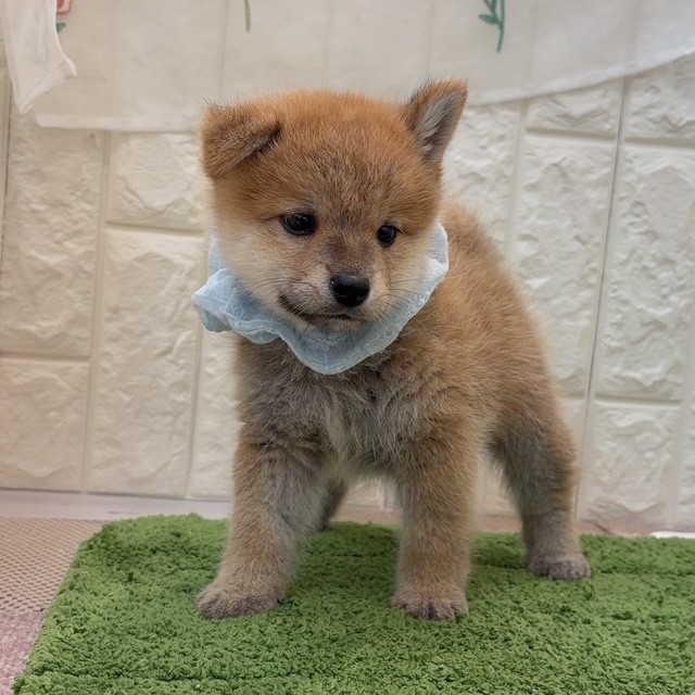 岡山県のポメ柴/豆ポメ/ポメ豆柴(ポメラニアン×柴犬) (犬の家＆猫の里倉敷店/2026年8月2日生まれ/男の子/赤)の子犬の2枚目の画像