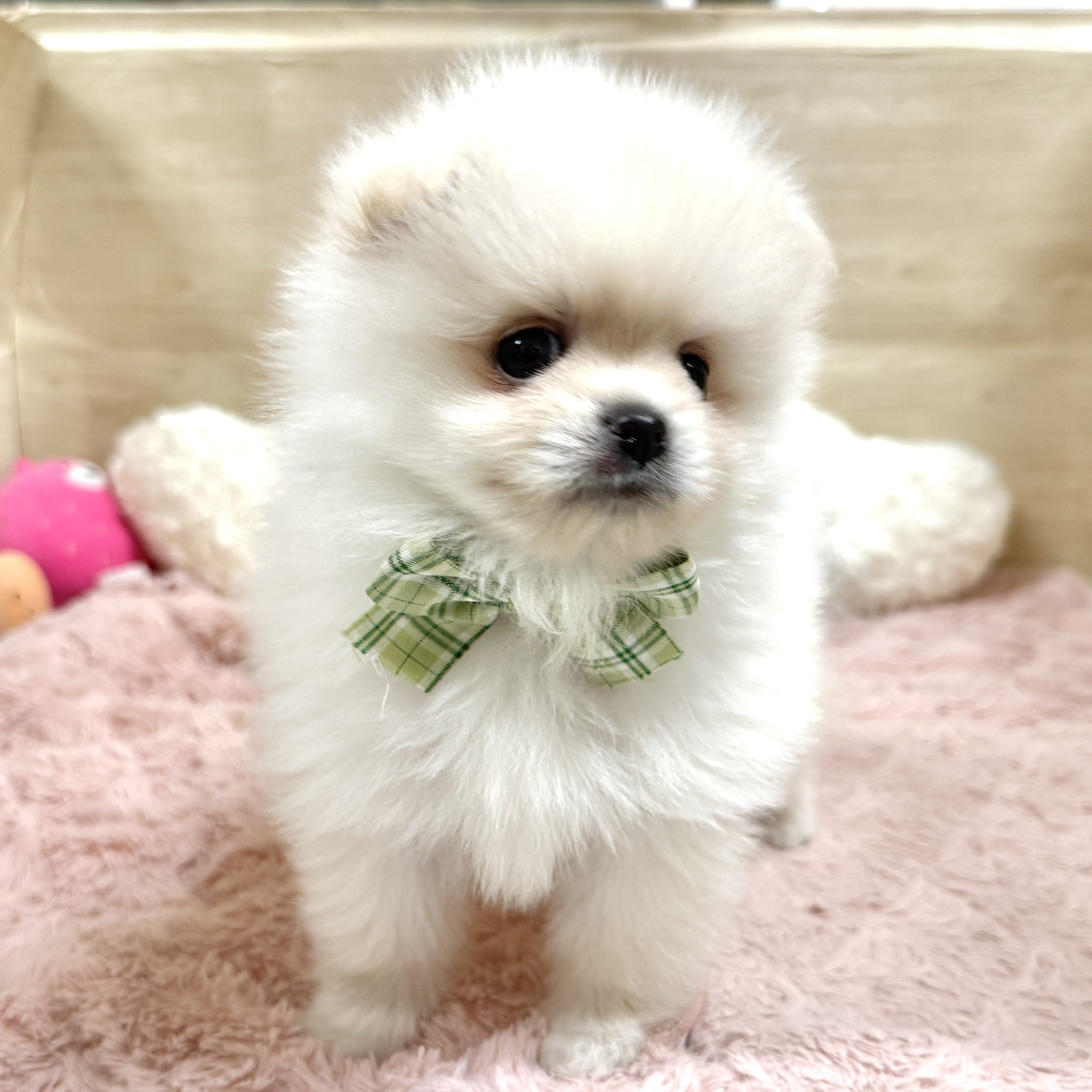 大阪府のポメラニアン (犬の家＆猫の里そよら東岸和田店/2026年8月2日生まれ/男の子/クリーム)の子犬の2枚目の画像