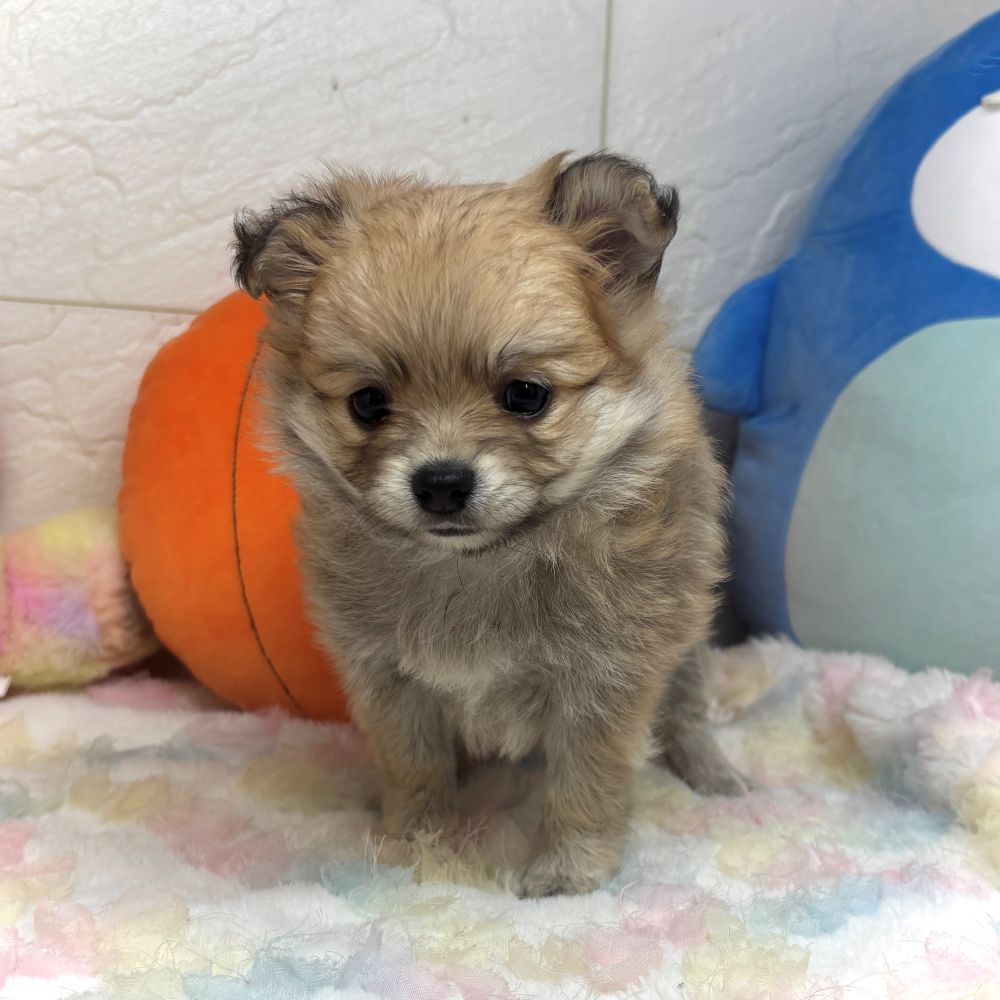 兵庫県のポメチワ/チワポメ/ポメチー(ポメラニアン×チワワ) (犬の家＆猫の里ゆめタウン姫路店/2026年8月1日生まれ/女の子/オレンジ)の子犬の2枚目の画像