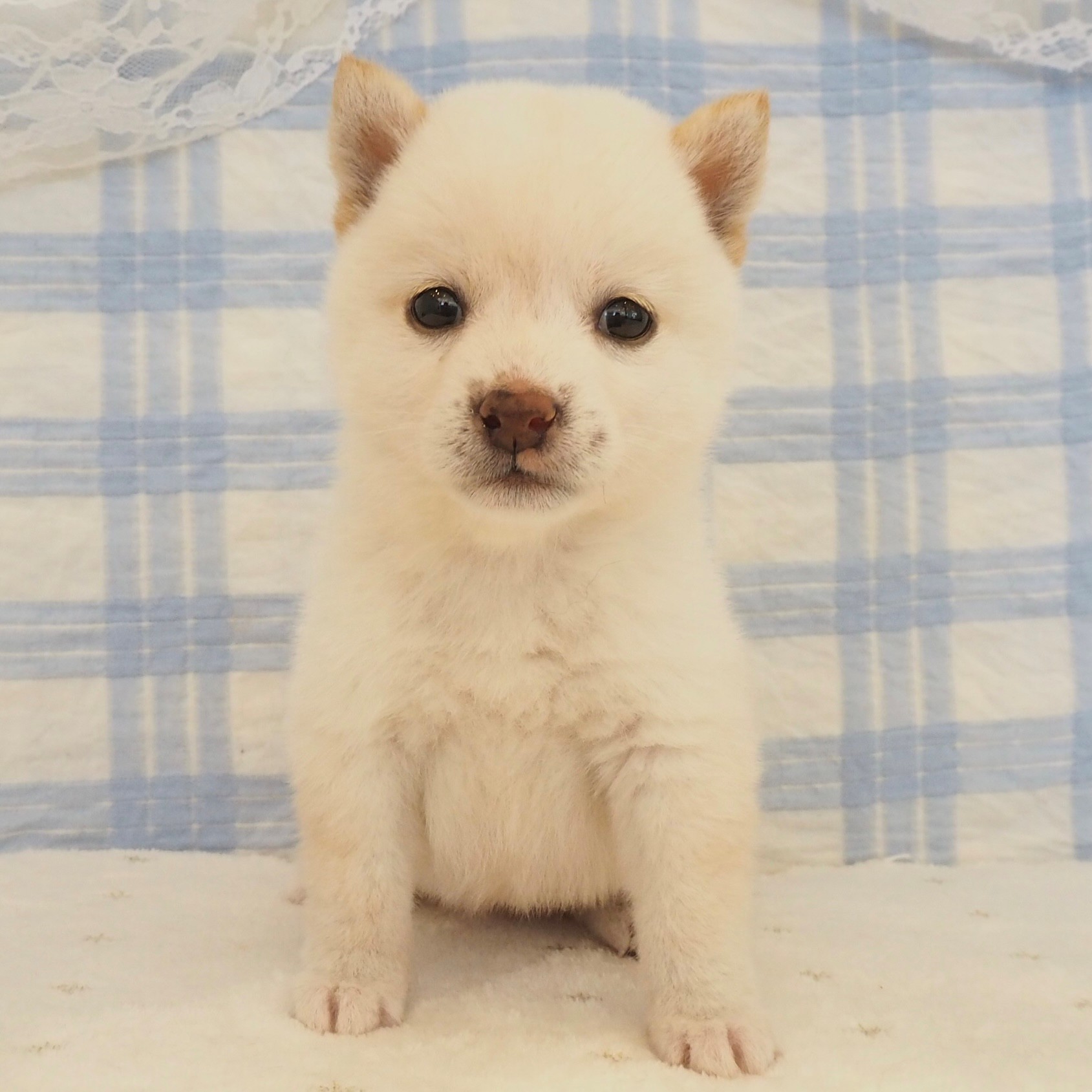 大阪府の豆柴 (犬の家＆猫の里もりのみやキューズモールBASE店/2026年8月2日生まれ/女の子/白)の子犬の1枚目の画像