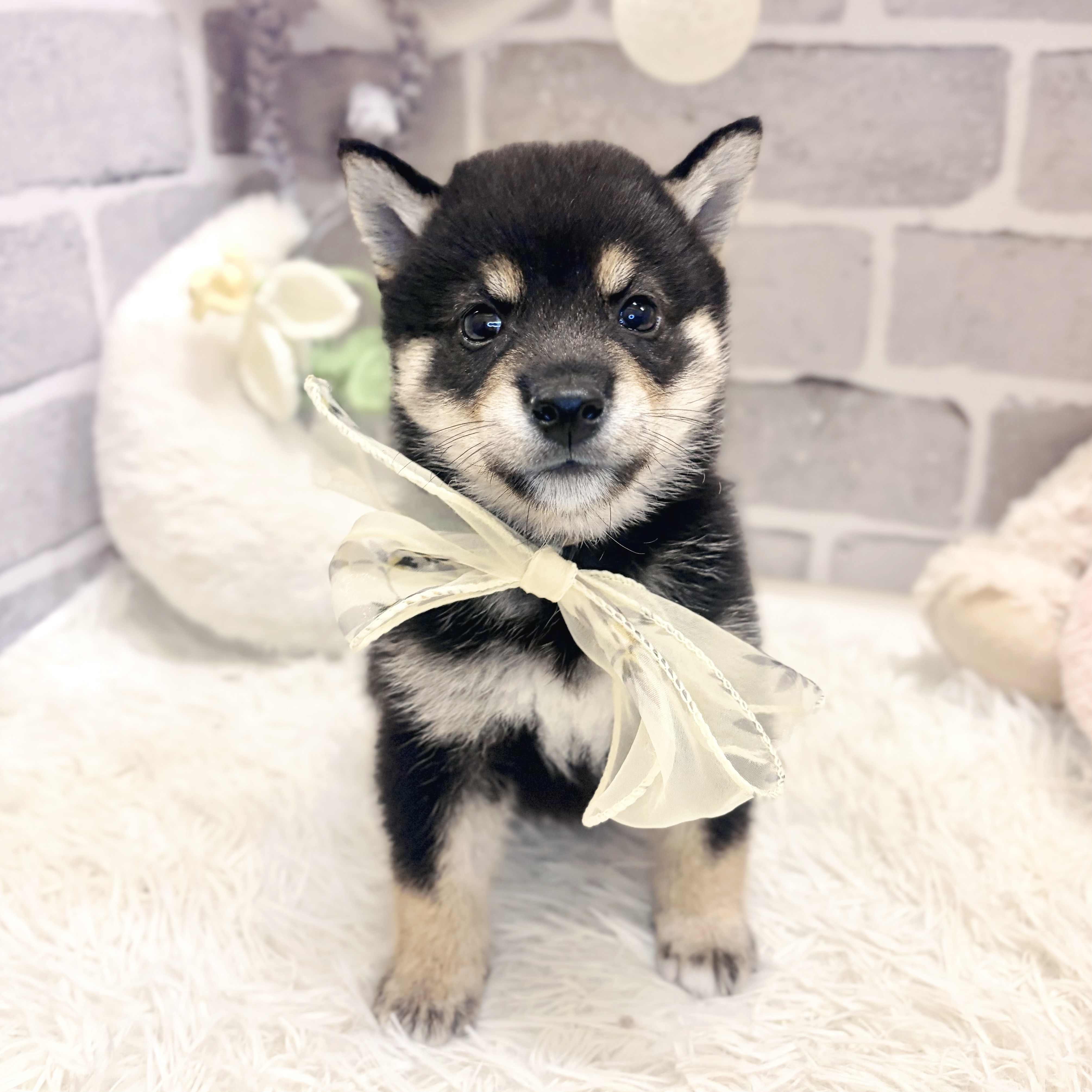 兵庫県の豆柴 (犬の家＆猫の里神戸店/2026年8月2日生まれ/男の子/黒)の子犬の1枚目の画像