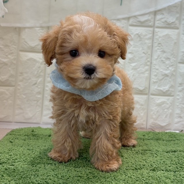 岡山県のマルプー(マルチーズ×プードル) (犬の家＆猫の里倉敷店/2026年7月29日生まれ/男の子/クリーム)の子犬の1枚目の画像