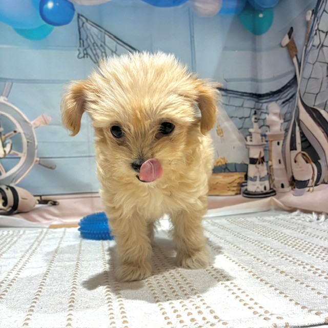 福岡県のチワプー/プーチー(チワワ×プードル) (犬の家＆猫の里トリアス久山店/2026年7月30日生まれ/女の子/クリーム)の子犬の1枚目の画像