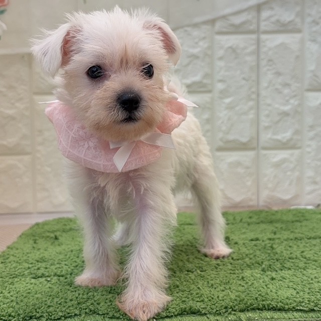 岡山県のハーフ犬・ミックス犬 (犬の家＆猫の里倉敷店/2026年7月26日生まれ/女の子/ホワイト)の子犬の2枚目の画像
