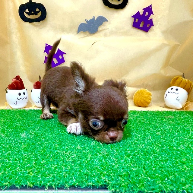 福岡県のチワワ(ロング) (犬の家＆猫の里くりえいと宗像店/2026年7月27日生まれ/男の子/チョコレートタン)の子犬の2枚目の画像