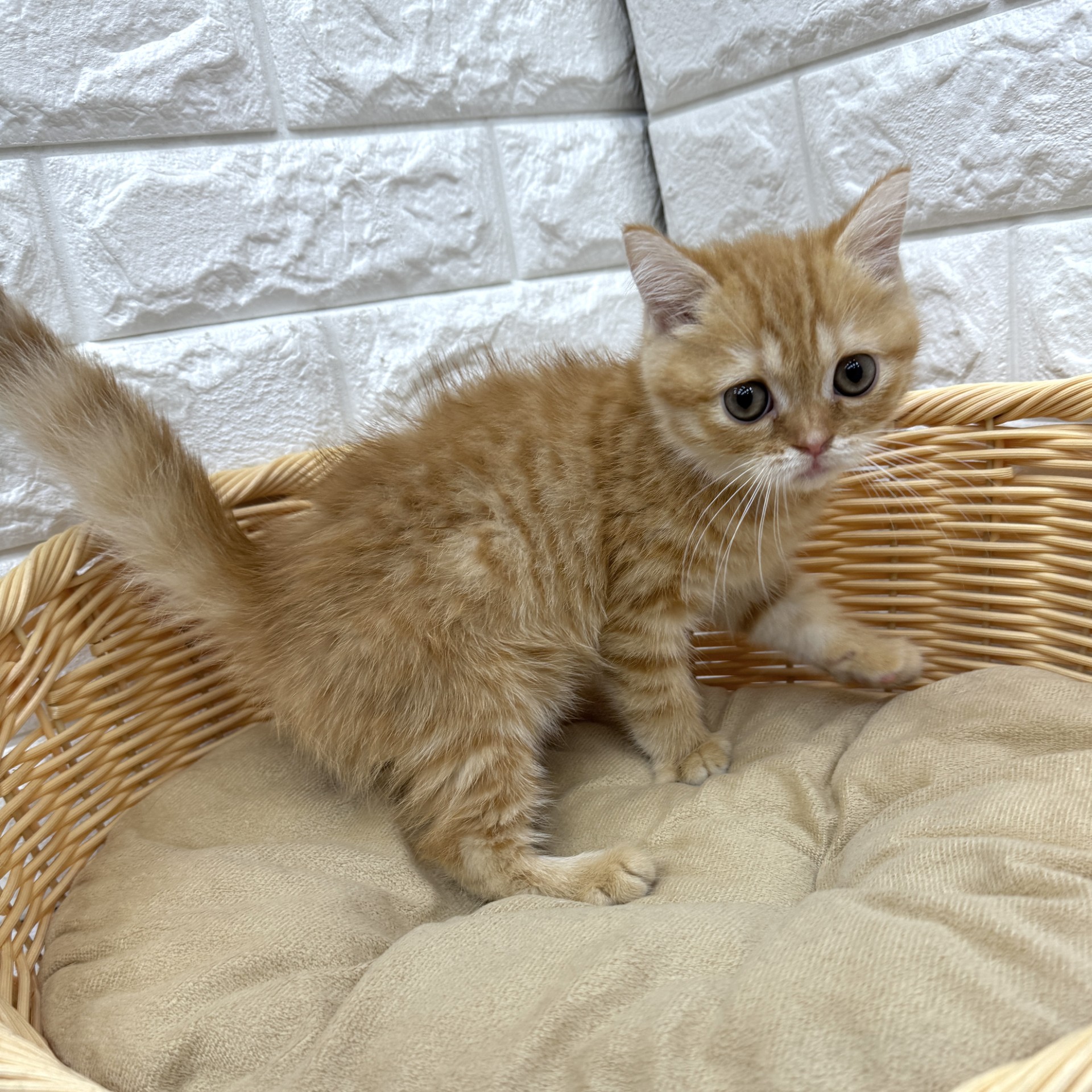 愛知県のスコティッシュフォールド (犬の家＆猫の里MEGAドン・キホーテ東海名和店/2026年7月28日生まれ/女の子/レッドタビーホワイト)の子猫の1枚目の画像