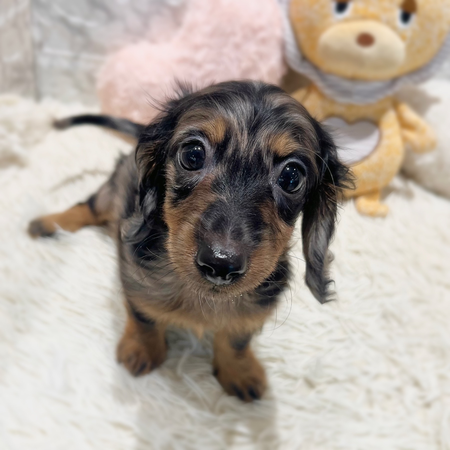 愛知県のミニチュアダックスフンド(ロング) (犬の家＆猫の里MiO香久山店/2026年7月23日生まれ/男の子/シルバーダップル)の子犬の1枚目の画像