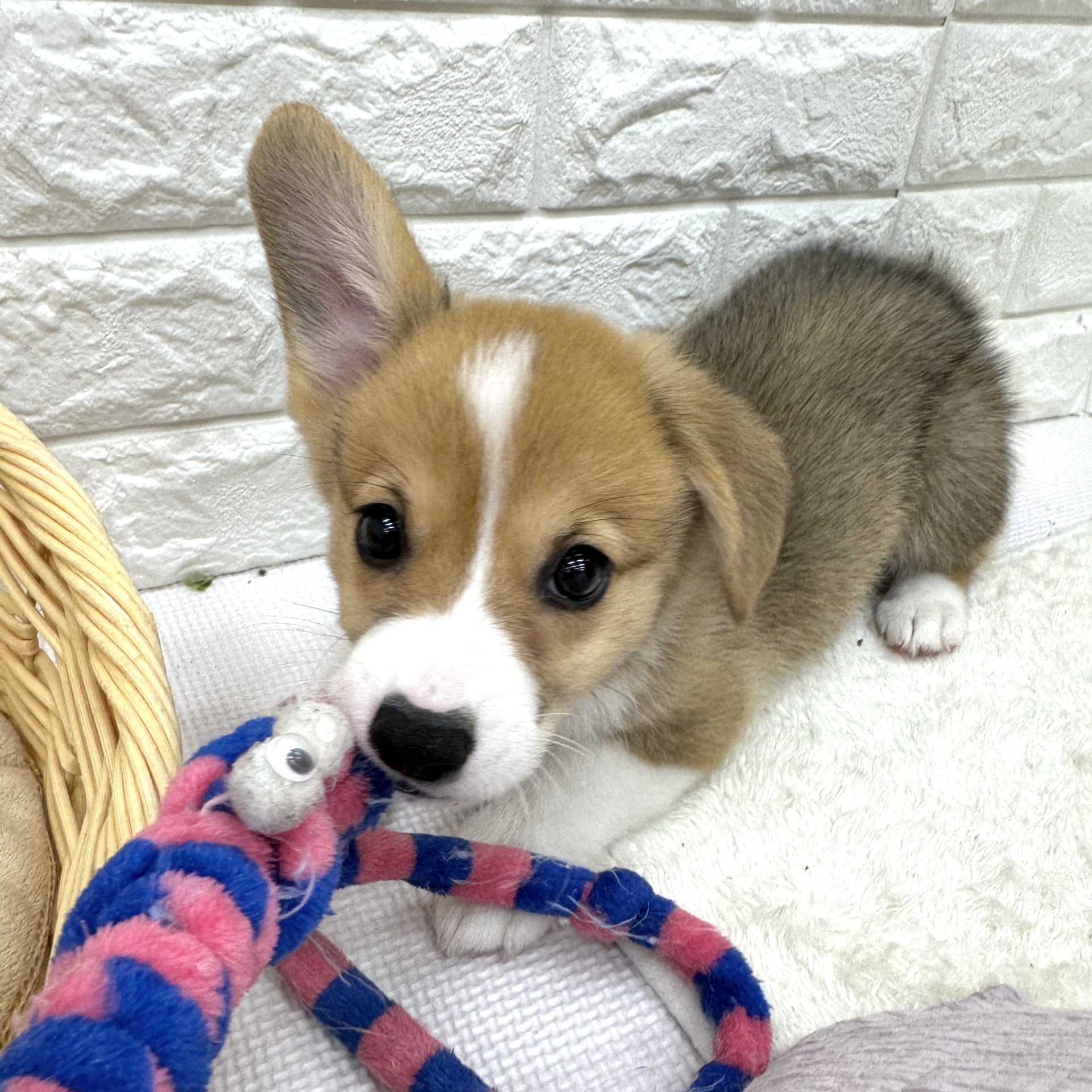 愛知県のウェルシュコーギーペンブローク (犬の家＆猫の里MEGAドン・キホーテ東海名和店/2026年7月30日生まれ/男の子/レッドホワイト)の子犬の2枚目の画像