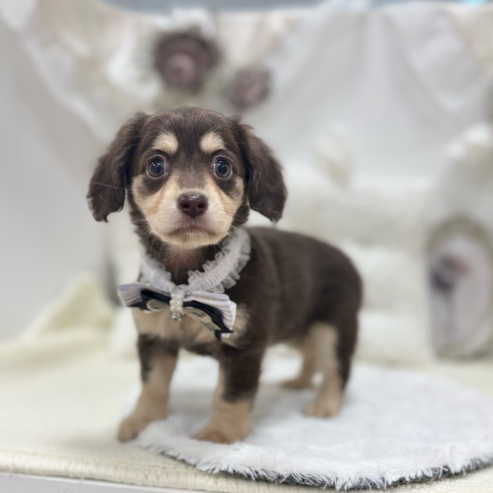 岐阜県のチワックス(チワワ×ダックス) (犬の家＆猫の里カラフルタウン岐阜店/2026年8月1日生まれ/女の子/チョコレートクリーム)の子犬の1枚目の画像