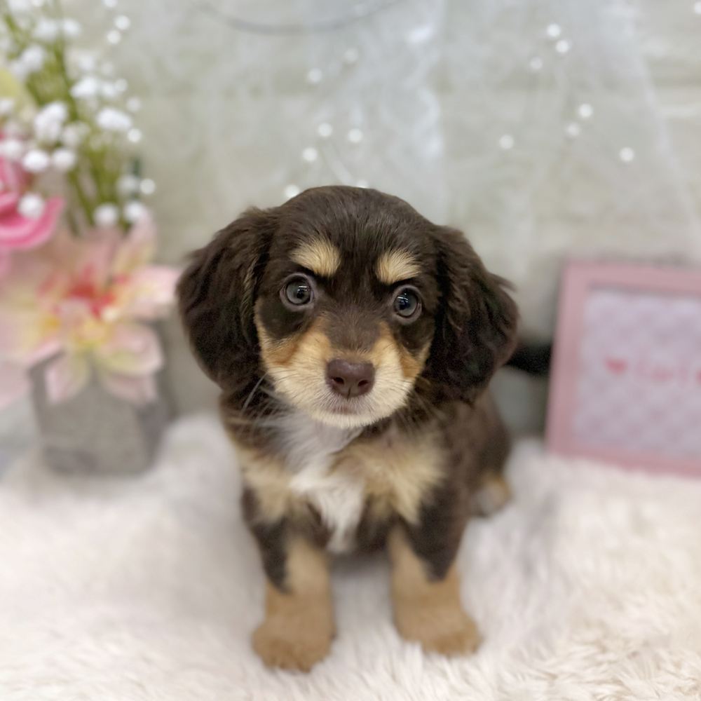 福井県のチワックス(チワワ×ダックス) (犬の家＆猫の里アミーゴ福井大和田店/2026年8月1日生まれ/女の子/チョコレート、イエロー＆ホワイト)の子犬の2枚目の画像