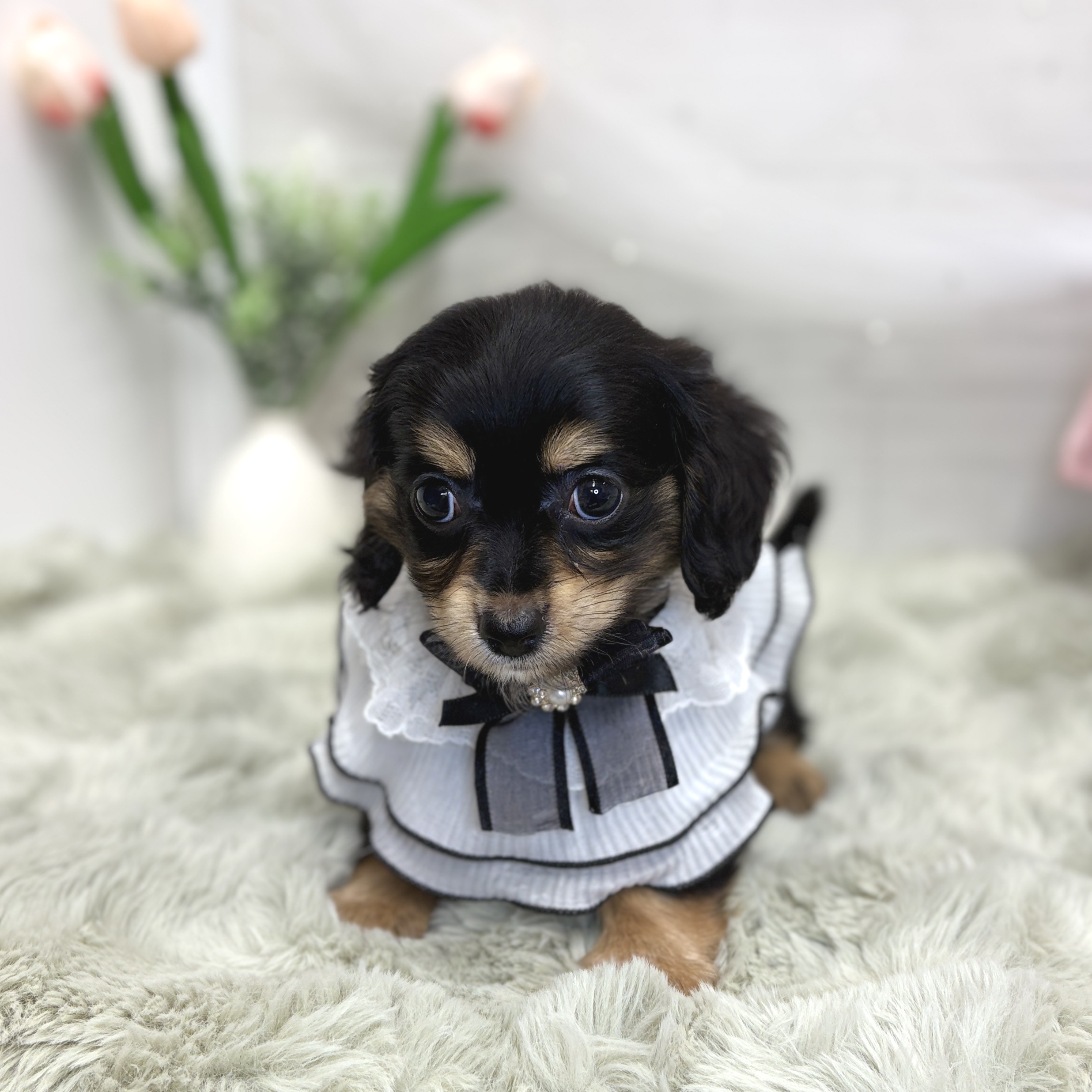 神奈川県のチワックス(チワワ×ダックス) (犬の家＆猫の里相模原店/2026年8月1日生まれ/男の子/ブラッククリーム)の子犬の2枚目の画像