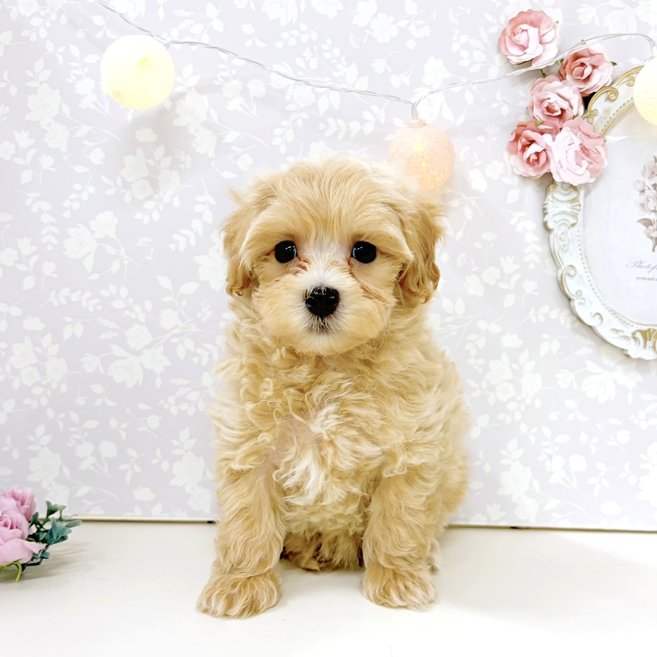 富山県のマルプー(マルチーズ×プードル) (犬の家＆猫の里アミーゴ高岡蓮花寺店/2026年8月4日生まれ/男の子/クリーム)の子犬の1枚目の画像