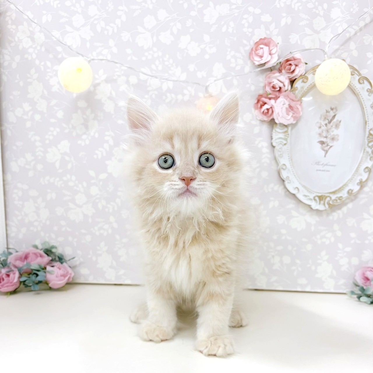 富山県のサイベリアン (犬の家＆猫の里アミーゴ高岡蓮花寺店/2026年8月2日生まれ/男の子/クリームタビー)の子猫の1枚目の画像