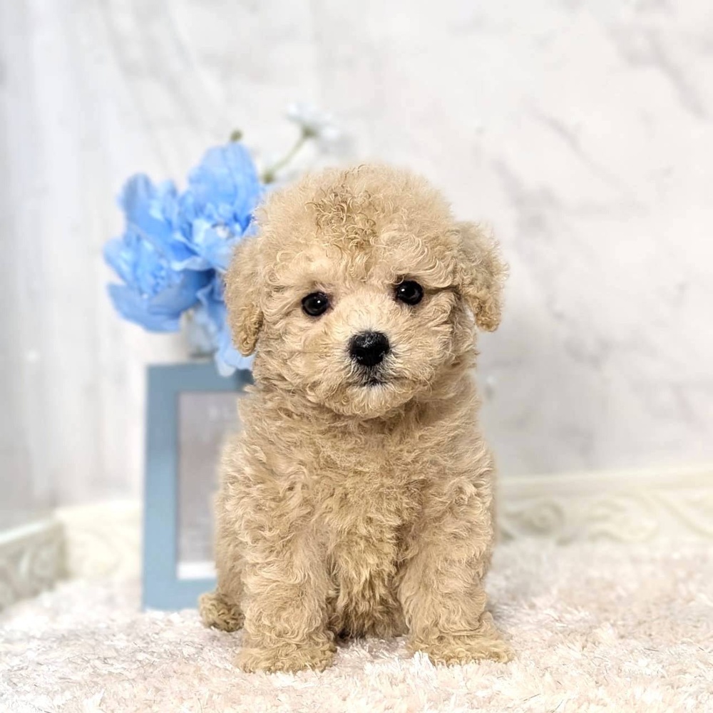 福井県のビションプー(ビションフリーゼ×プードル) (犬の家＆猫の里福井店/2026年8月4日生まれ/男の子/アプリコット)の子犬の1枚目の画像