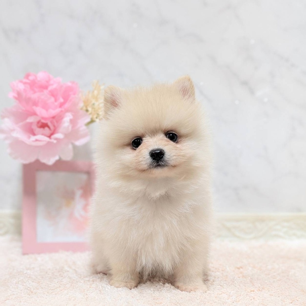 福井県のポメラニアン (犬の家＆猫の里福井店/2026年8月2日生まれ/女の子/クリーム)の子犬の1枚目の画像