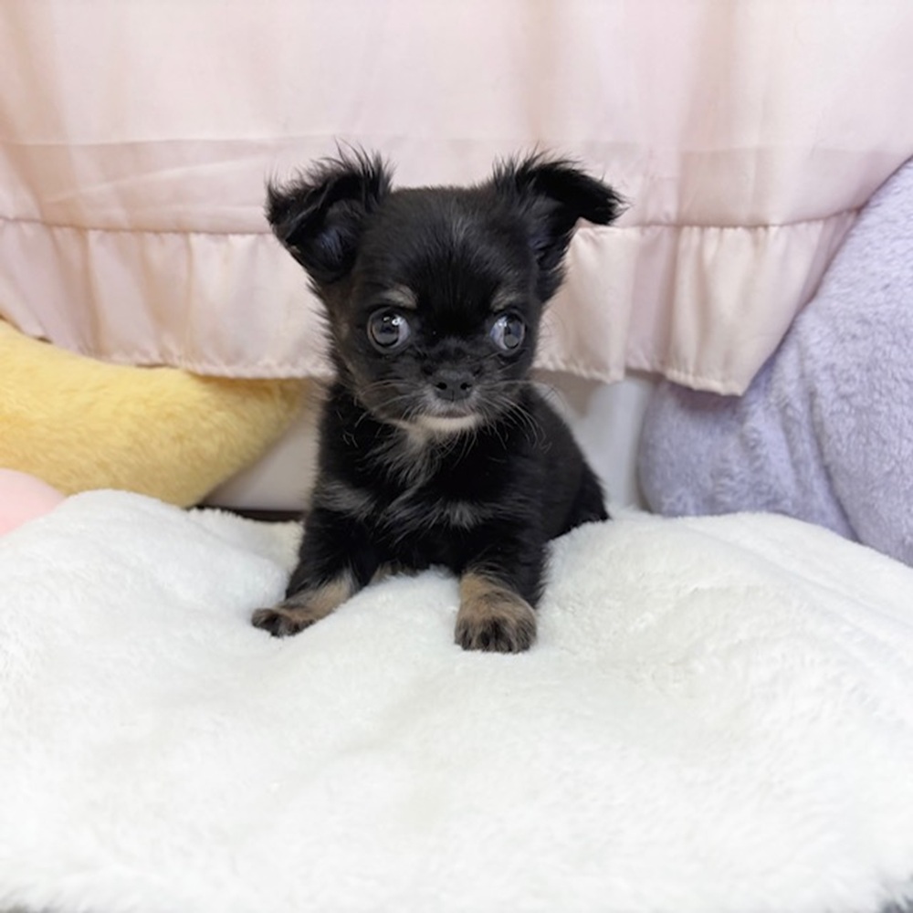 静岡県のチワワ(ロング) (犬の家＆猫の里マークイズ静岡店/2026年8月2日生まれ/男の子/ブラックタン)の子犬の1枚目の画像