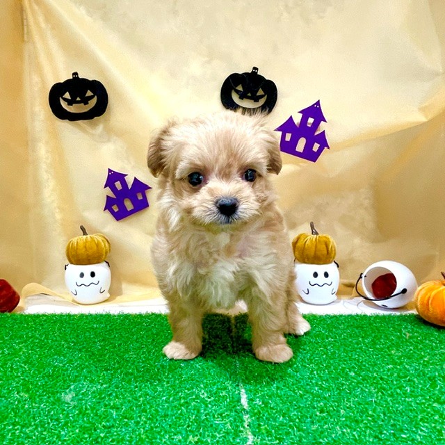 福岡県のチワプー/プーチー(チワワ×プードル) (犬の家＆猫の里くりえいと宗像店/2026年8月3日生まれ/女の子/アプリコット)の子犬の2枚目の画像