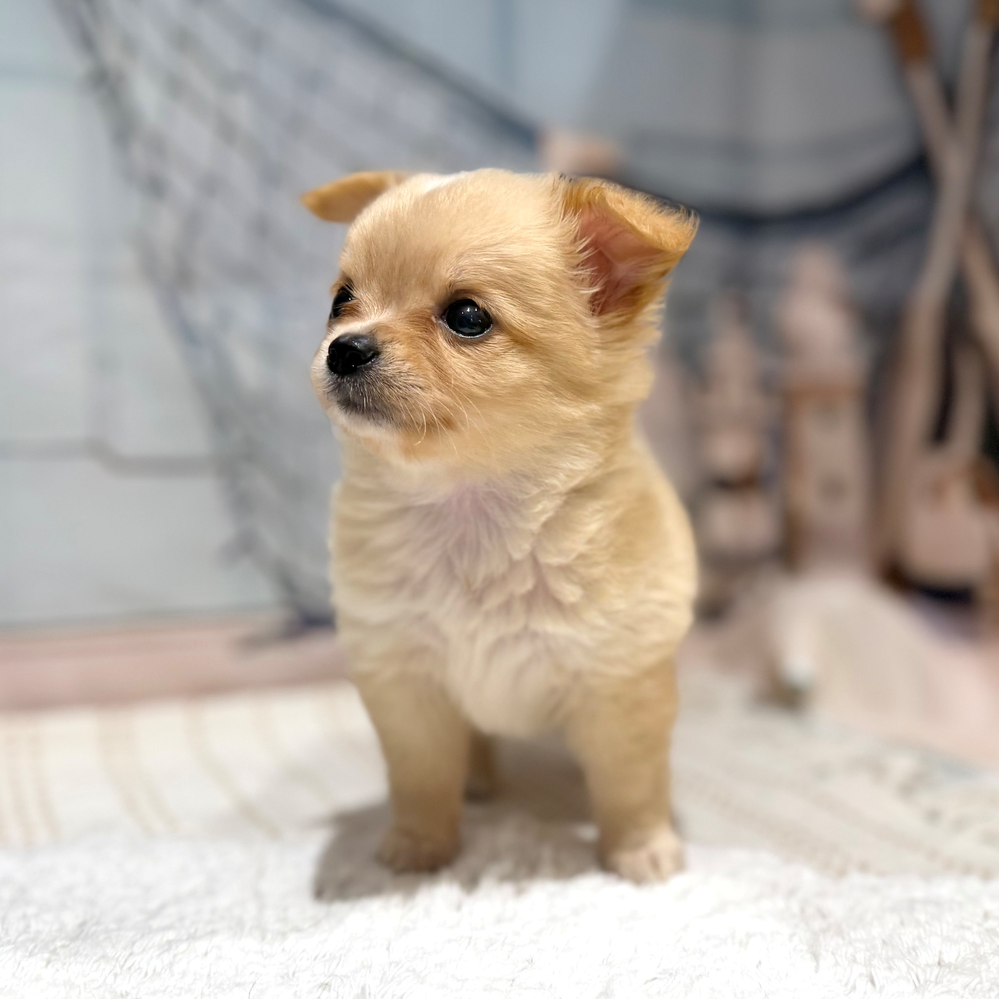 福岡県のチワワ(ロング) (犬の家＆猫の里トリアス久山店/2026年8月3日生まれ/女の子/クリームホワイト)の子犬の2枚目の画像