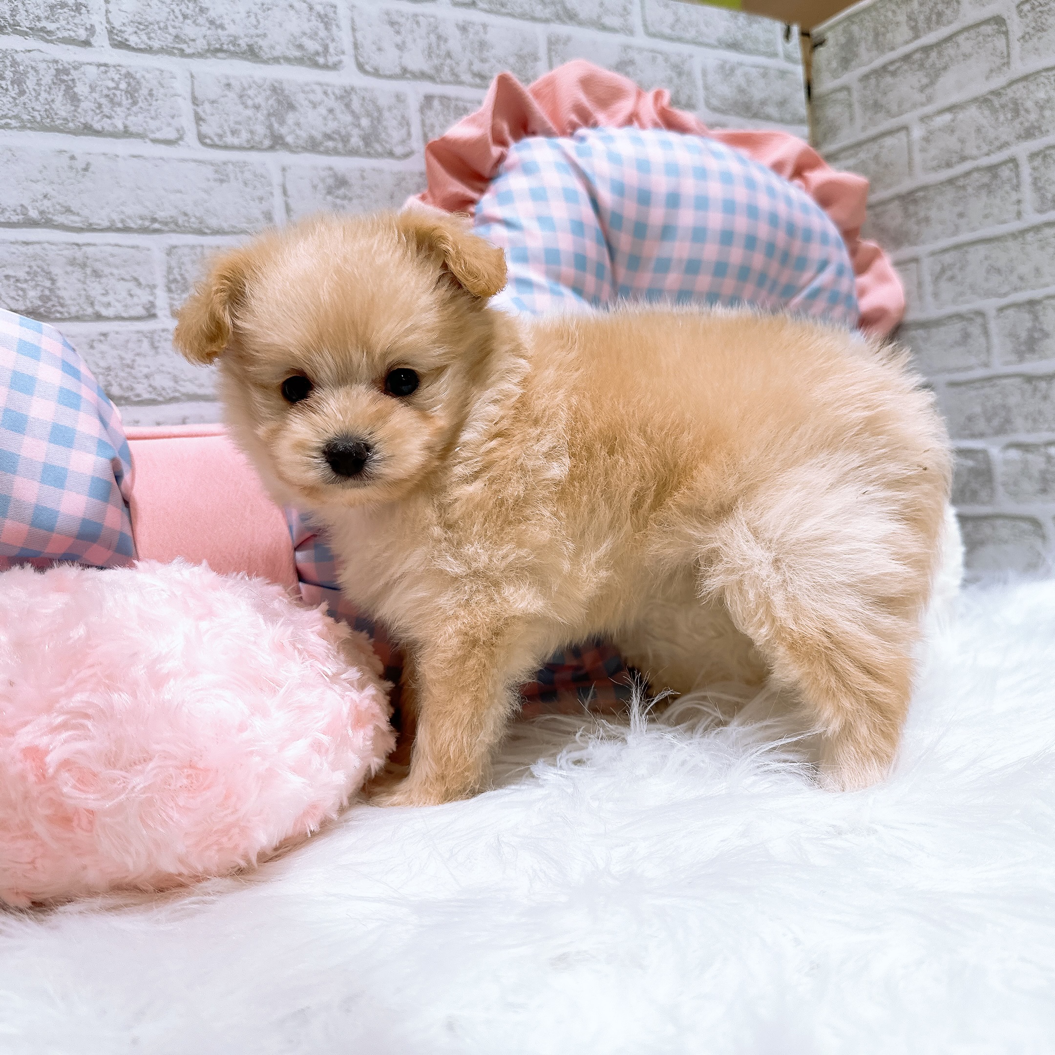 神奈川県のポメプー(ポメラニアン×プードル) (犬の家＆猫の里元住吉ブレーメン通り店/2026年8月3日生まれ/女の子/アプリコット)の子犬の1枚目の画像