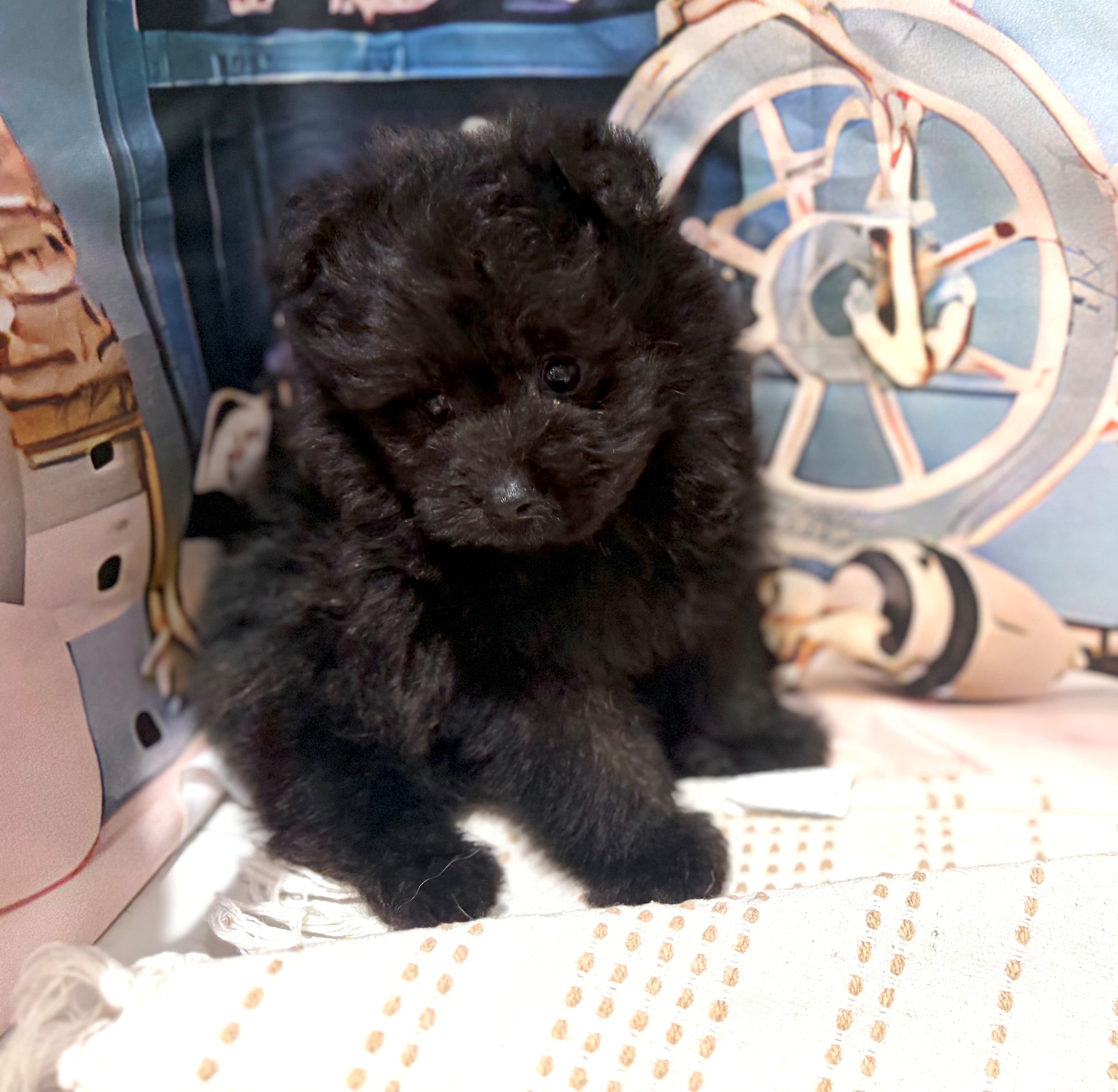 福岡県のポメプー(ポメラニアン×プードル) (犬の家＆猫の里トリアス久山店/2026年8月1日生まれ/男の子/ブラック)の子犬の2枚目の画像